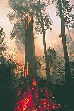 Torfsumpfwäldern