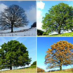 Wandel der Jahreszeiten am Beispiel einer Eiche im Felderbachtal bei Velbert-Nierenhof; oben links: Winter, oben rechts Frühling, unten links: Sommer, unten rechts: Herbst